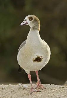 Egyptian Goose (Alopochen aegyptiaca) juvenile