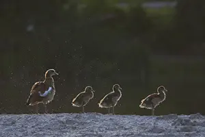 Egyptian Goose (Alopochen aegyptiaca) juvenile