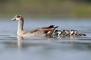 Egyptian Goose (Alopochen aegyptiaca) juvenile