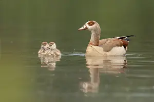 Egyptian Goose (Alopochen aegyptiaca) juvenile