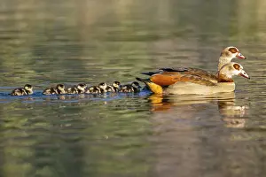 Egyptian goose (Alopochen aegyptiaca) mother with her chicks swimming on a lake