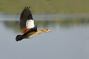 Egyptian Goose (Alopochen aegyptiacus)