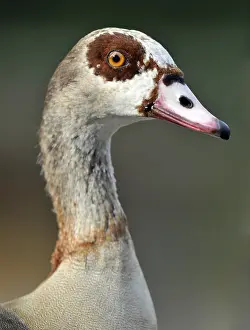 Egyptian Goose (Alopochen aegyptiacus)