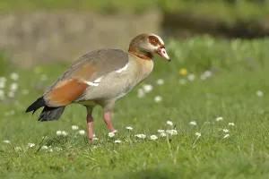 Egyptian goose (Alopochen aegyptiacus) stands in a meadow