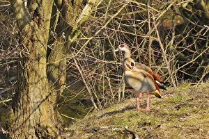 Egyptian goose on a lake in the Upper lusatia
