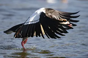 A Egyptian goose at take-off, Lake Uemmingen