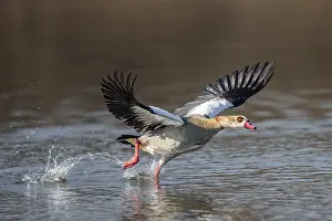 A Egyptian goose at take-off, Lake Uemmingen