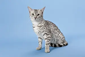 Egyptian Mau, cat breed, cat, 14 months