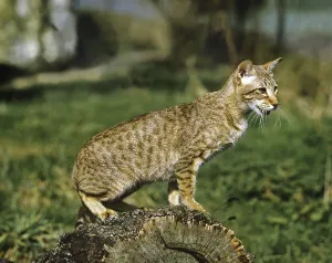 Egyptian Mau Domestic Cat