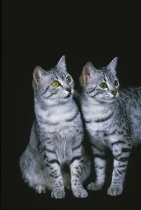 Egyptian Mau Domestic Cat, Adults against Black Background