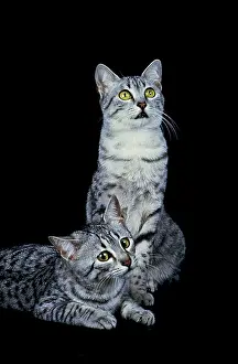 EGYPTIAN MAU DOMESTIC CAT, PAIR OF ADULTS AGAINST BLACK BACKGROUND