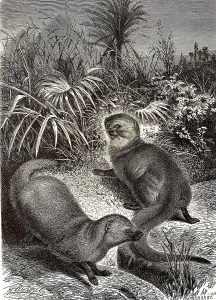 Egyptian mongoose (Herpestes ichneumon)