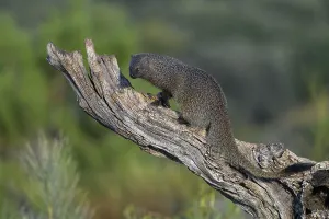 Egyptian mongoose (Herpestes ichneumon)
