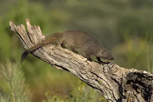 Egyptian mongoose (Herpestes ichneumon)