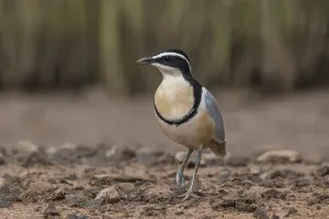 Egyptian Plover (Pluvianus aegyptius)