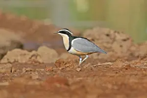 Egyptian Plover (Pluvianus aegyptius) adult