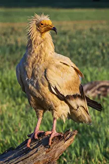 Egyptian Vulture, Neophron percnopterus