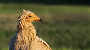 Egyptian Vulture, Neophron percnopterus