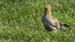 Egyptian Vulture, Neophron percnopterus