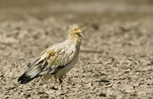 Egyptian vulture (Neophron percnopterus)