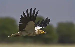 Egyptian Vulture at Rajasthan India