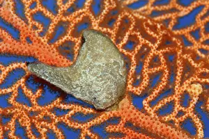 Egyptian Winged Oyster (Pteria aegyptaica) shell on a Gorgonian or Sea Fan