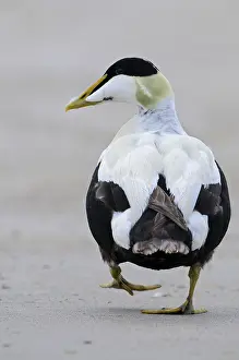 Eider duck, drake in mating costume