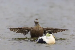 Eider duck (Somateria mollissima)