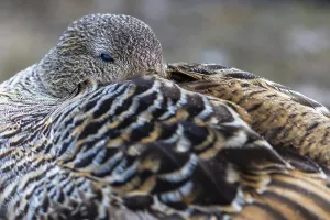 Eider duck (Somateria mollissima)