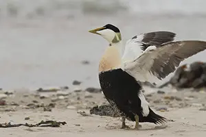 Eider duck, Somateria mollissima
