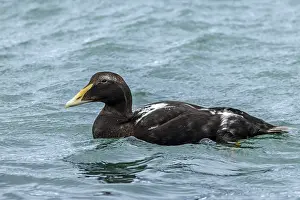 Eider duck, Somateria mollissima