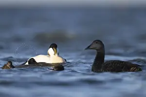 Eider duck (Somateria mollissima)