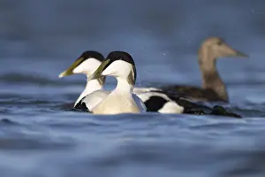 Eider duck (Somateria mollissima)