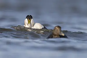 Eider duck (Somateria mollissima)