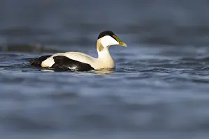 Eider duck (Somateria mollissima)