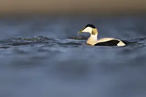 Eider duck (Somateria mollissima)