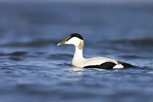 Eider duck (Somateria mollissima)