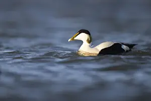 Eider duck (Somateria mollissima)