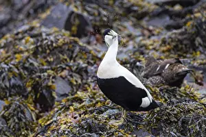 Eider duck (Somateria mollissima)