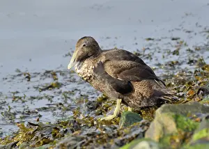 Eider duck, Somateria mollissima in Cuxhaven harbour