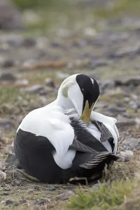 Eider (Somateria mollissima), male preening