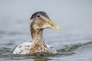 Eiderente, Somateria mollissima Common Eider