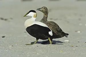Eiderente (Somateria mollissima) Common Eider