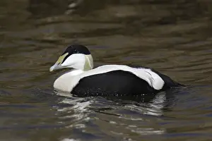 Eiderente, Somateria mollissima, common eider