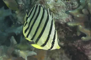 Eight-banded Butterflyfish (Chaetodon octofasciatus)