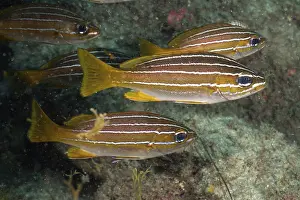 Eight-striped grunt (Parapristipoma octolineatum)
