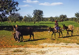 Ein Bauer fuehrt eine Kuh und ein Kalb mit einer Frau, die auf einem Esel reitet, ueber das Ackerland, traditionelle Lebensweise im laendlichen Zypern 1963