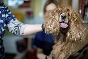 Ein Cocker Spaniel wird mit Liebe und auBerster Sorgfalt von einem erfahrenen professionellen Hundefriseur