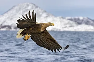 Ein fliegender Seeadler hat gerade einen Fisch aus dem Fjord gefangen und haelt ihn in den Faengen vor verscheiter