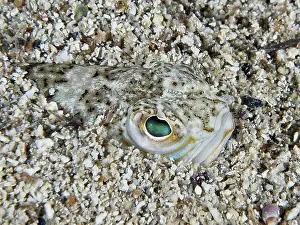 Ein Petermannchen (Trachinus draco)